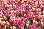 Colorful variegated tulips in spring at the Keukenhof Gardens in Lisse, South Holland in the Netherlands