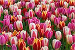 Close-up of colorful variegated tulips in spring at the Keukenhof Gardens in Lisse, South Holland in the Netherlands