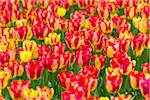 Red and yellow variegated tulips in spring at the Keukenhof Gardens in Lisse, South Holland in the Netherlands