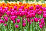 Colorful tulips in spring at the Keukenhof Gardens in Lisse, South Holland at the Netherlands
