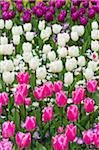 Colorful tulips in spring at the Keukenhof Gardens in Lisse, South Holland in the Netherlands