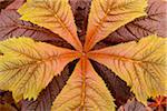 Close-up of Giant saxifragaceae (Rodgersia podophylla) plant in Dunvegan on the Isle of Skye, Scotland