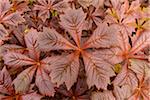 Close-up of Giant saxifragaceae (Rodgersia podophylla) plant in Dunvegan on the Isle of Skye, Scotland