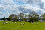 Blackface Sheep herd grazing in meadow beside Loch Awe in Scotland