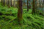 Strong mossy tree trunks and forest floor in a conifer forest at Loch Awe in Argyll and Bute in Scotland