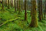 Strong mossy tree trunks and forest floor in a conifer forest at Loch Awe in Argyll and Bute in Scotland