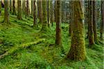 Strong mossy tree trunks and forest floor in a conifer forest at Loch Awe in Argyll and Bute in Scotland