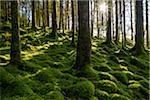 Moss covered ground and tree trunks in a conifer forest with the sun shining through the trees at Loch Awe in Argyll and Bute in Scotland