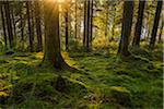 Moss covered ground and tree trunks in a conifer forest at sunset at Loch Awe in Argyll and Bute, Scotland