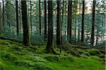 Conifer forest at dusk at Loch Awe in Argyll and Bute, Scotland