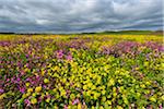 Blooming canola field with pink flowering plant on a cloudy day at Bamburgh in Northumberland, England, United Kingdom