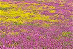 Close-up of field with pink flowers and blooming canola at Bamburgh in Northumberland, England, United Kingdom