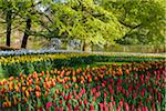 Garden view of colorfull Keukenhof tulip flower park, Keukenhof, Lisse, South Holland, Netherlands