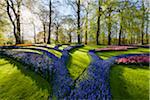 Colorful shaped flowerbeds of grape hyacinth and hyacinth and tulips in spring at the Keukenhof Gardens in Lisse, South Holland in the Netherlands