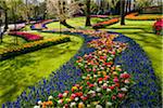 Colorful shaped flowerbeds at the Keukenhof Gardens in spring in Lisse, South Holland in the Netherlands