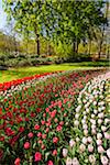 Colorful rows of tulips in spring flowerbeds at the Keukenhof Gardens in Lisse, South Holland in the Netherlands