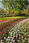 Colorful rows of tulips in spring flowerbeds at the Keukenhof Gardens in Lisse, South Holland in the Netherlands