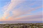 Pastel clouds over the North Sea at sunrise with dune grass on the beach at Bamburgh in Northumberland, England, United Kingdom