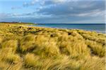 Dune grass along the beach at Bamburgh with the North Sea in Northumberland, England, United Kingdom