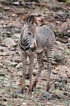 Grevy's Zebra (Equus grevyi), Samburu National Park, Kenya