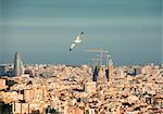 Cityscape view with flying gull and Sagrada Familia, Barcelona, Spain