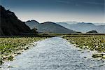 Path through lilypads, Lake Scutari, Rijeka Crnojevica, Montenegro,