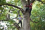 Two male trainee tree surgeons climbing up tree trunk