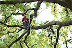 Trainee teenage male tree surgeon standing on tree branch