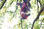 Trainee teenage male tree surgeon hanging upside down from tree branch