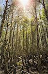 Beard lichen covering tree trunks in sunlit forest, Coyhaique National Reserve, Coyhaique Province, Chile