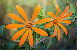 Close up of orange mutisia flowers, Rio Negro, Patagonia, Argentina