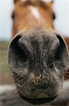 Close up portrait of horse's muzzle and nostrils