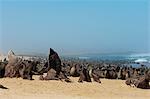 Cape fur seal colony (Arctocephalus pusilus), Skeleton Coast National Park, Namibia