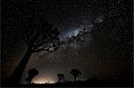 Tall African Baobab trees, Quiver trees, Adansonia forest at dusk against a stormy cloudy sky at Keetmanshoop.