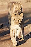 Two lions, Panthera leo bleyenberghi, in a line, walking, front view.