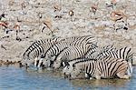 Burchell's zebra, Equus quagga burchellii, and a springbok, Antidorcas marsupialis, standing in watering hole drinking.