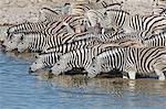 Burchell's zebra, Equus quagga burchellii, standing in watering hole drinking.
