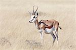 Springbok Antelope, Antidorcas marsupialis, standing in grassland.