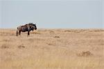 A Gnu or Blue wildebeest, Connochaetes taurinus, standing in grassland.
