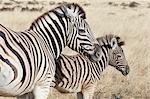 Two Burchell's zebra, Equus quagga burchellii, an adult and a foal, standing in grassland.