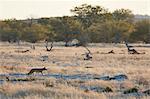 Bat eared fox, Otocyon megalotis, walking through grassland.