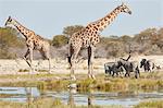 Angolan giraffes, Giraffa giraffa angolensis, and Burchell's zebra, Equus quagga burchellii, standing in grassland near watering hole.