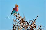 A colourful bird, a Lilac-breasted roller, Coracias caudatus perched on a thorny bush.