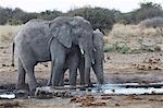 African elephants, Loxodonta africana, standing at a watering hole in grassland.