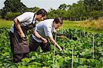 Two men wearing aprons standing in a kitchen garden, picking vegetables.