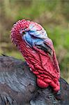 Close up of male turkey's head with bright red wattles on throat and neck.