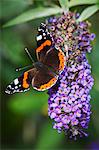 Close up of Admiral butterfly sitting on a purple lilac flower.