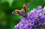 Close up of Admiral butterfly collecting nectar from a purple lilac flower head.