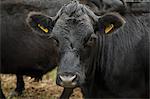 Close up of Dexter cattle looking at camera.