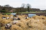 Gloucester Old Spot pigs in an open outdoors penwith fresh straw and metal pig arks, shelters.